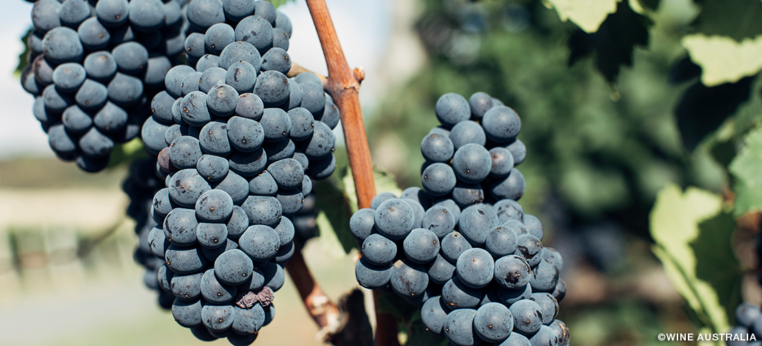 Colmar grapes